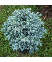 CHAMAECYPARIS PISIFERA BLUE PLANET VASO 19CM