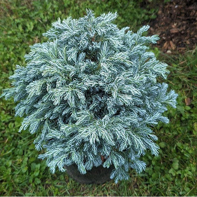CHAMAECYPARIS PISIFERA SKY BLUE VASO 15CM