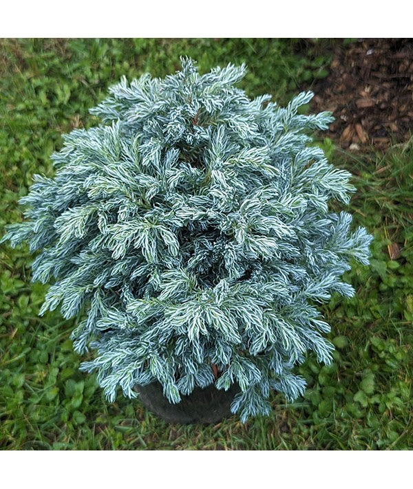 CHAMAECYPARIS PISIFERA BLUE PLANET VASO 19CM