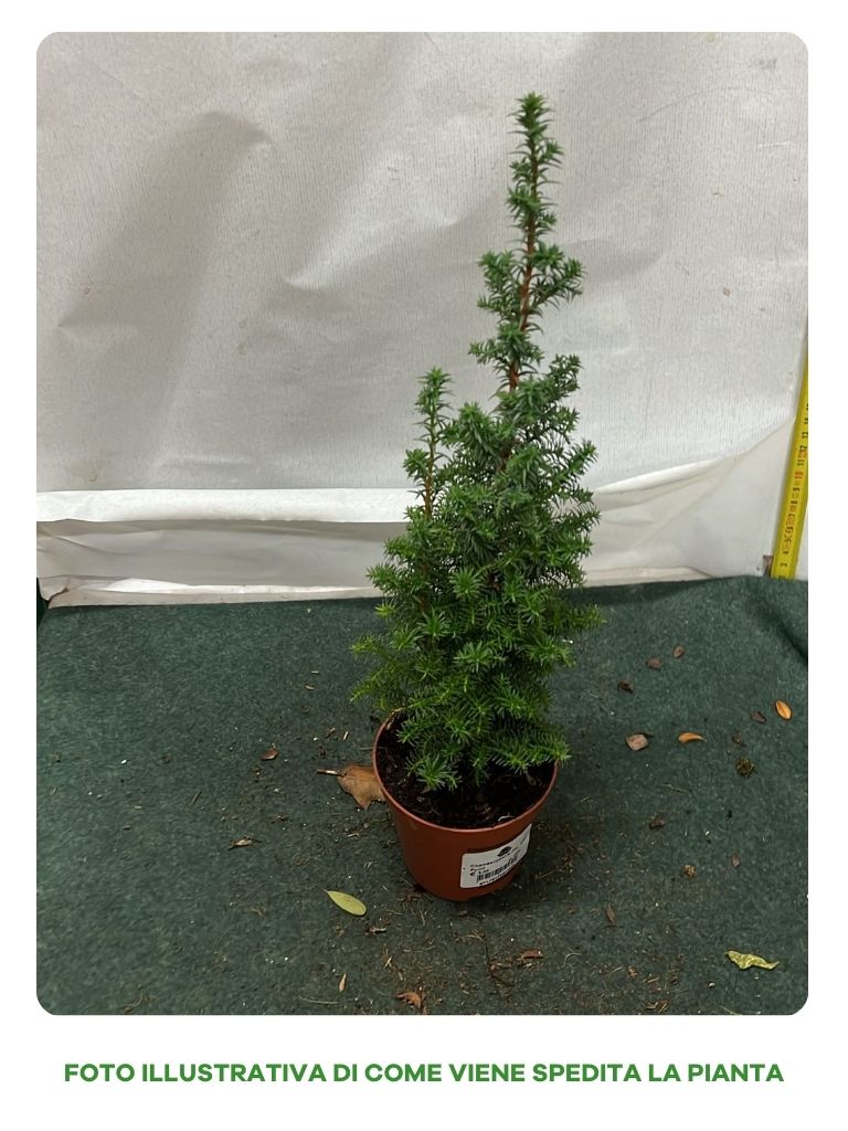 CHAMAECYPARIS TOP POINT VASO 9CM