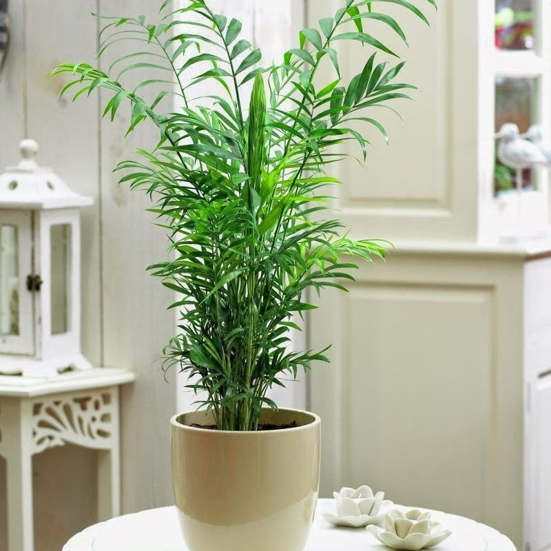 CHAMAEDOREA IN VASO 11CM