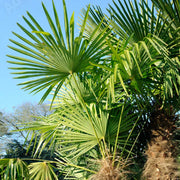 CHAMAEROPS EXCELSA IN VASO 22CM