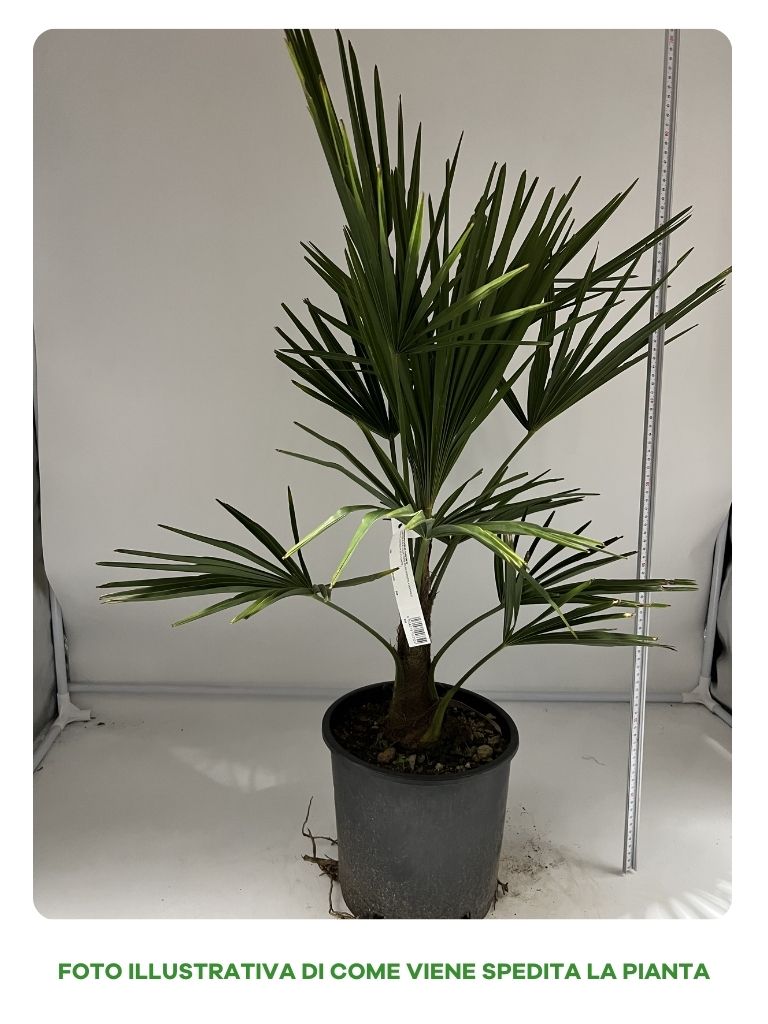 CHAMAEROPS EXCELSA IN VASO 22CM