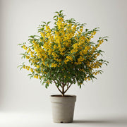 CHIMONANTHUS PRAECOX CALICANTO D’INVERNO VASO 26CM