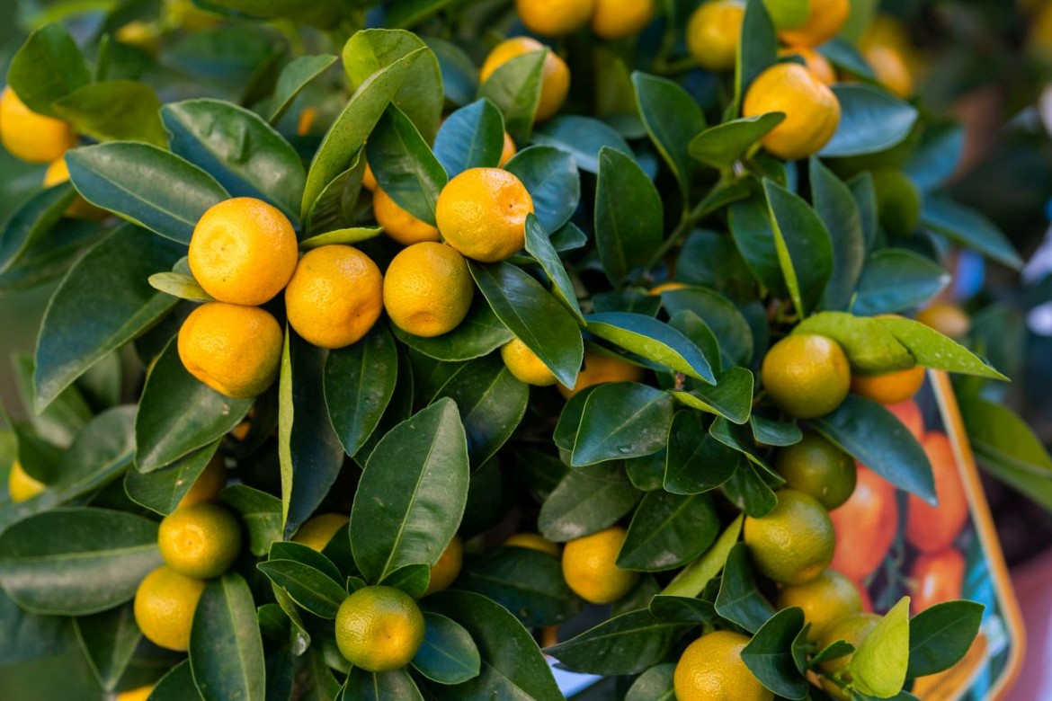 CALAMONDINO MANDARINO NANO IN VASO 15CM