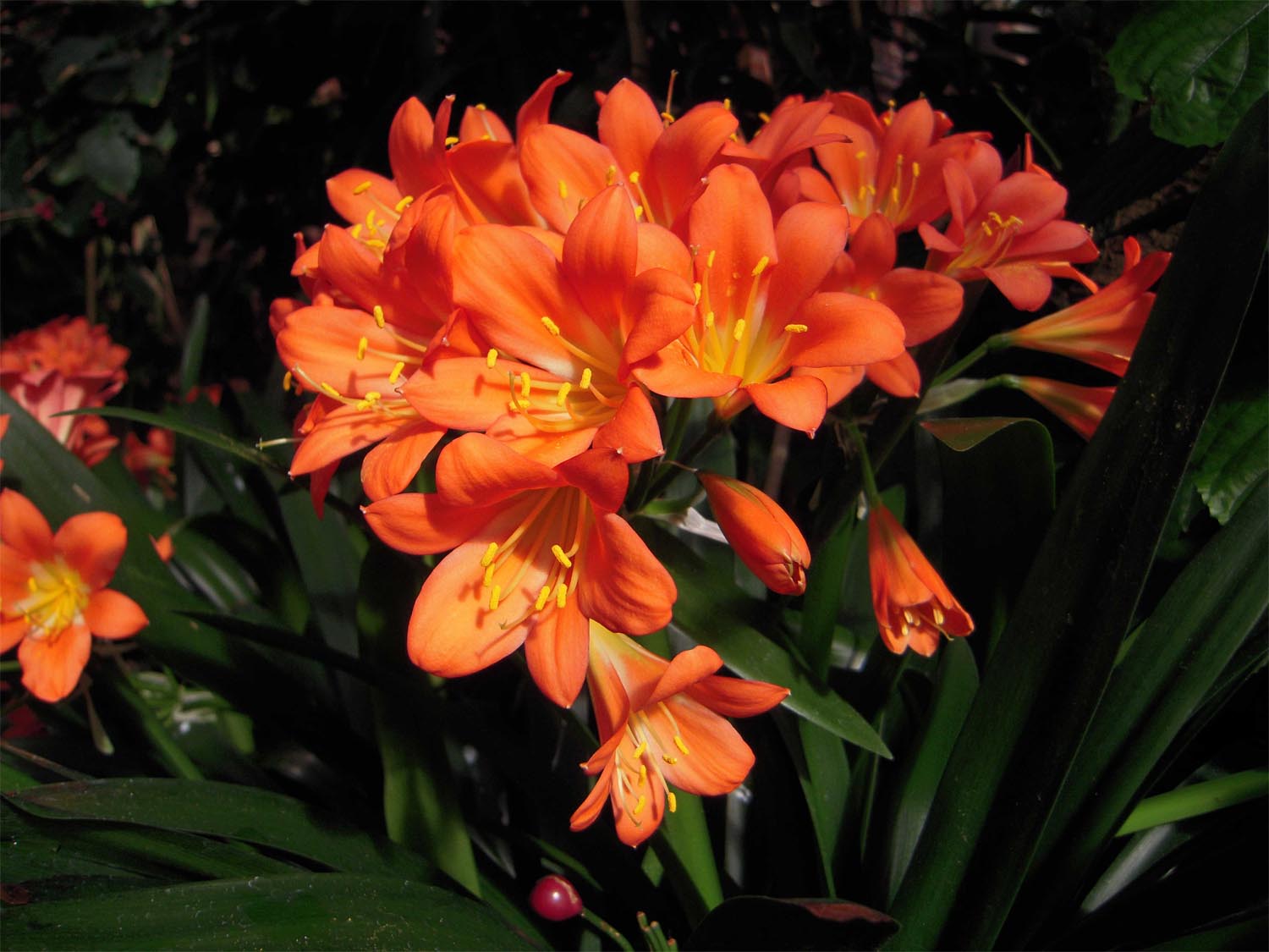 CLIVIA MINIATA IN VASO 15CM