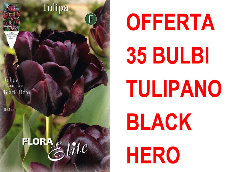 OFFERTA 35 BULBI TULIPANO A FIORE DOPPIO LATE BLACK HERO