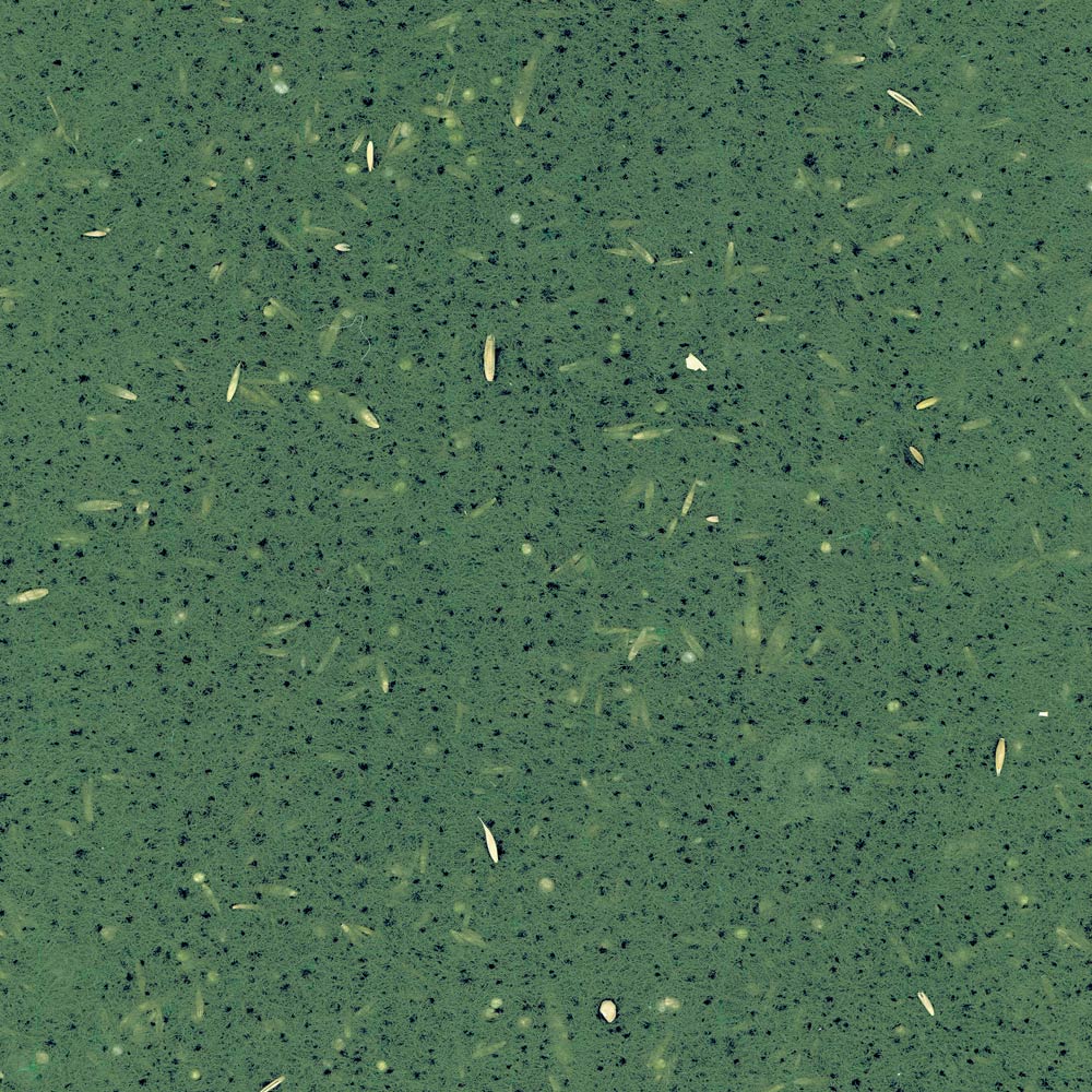 FVP-FELTRO VEGETATIVO PRESEMINATO PER CONTROLLO EROSIONE/RINVERDIMENTO AL METRO