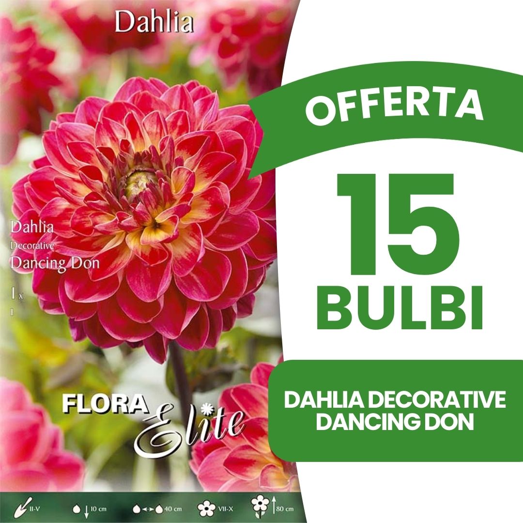OFFERTA 15 BULBI DAHLIA DECORATIVE DANCING DON