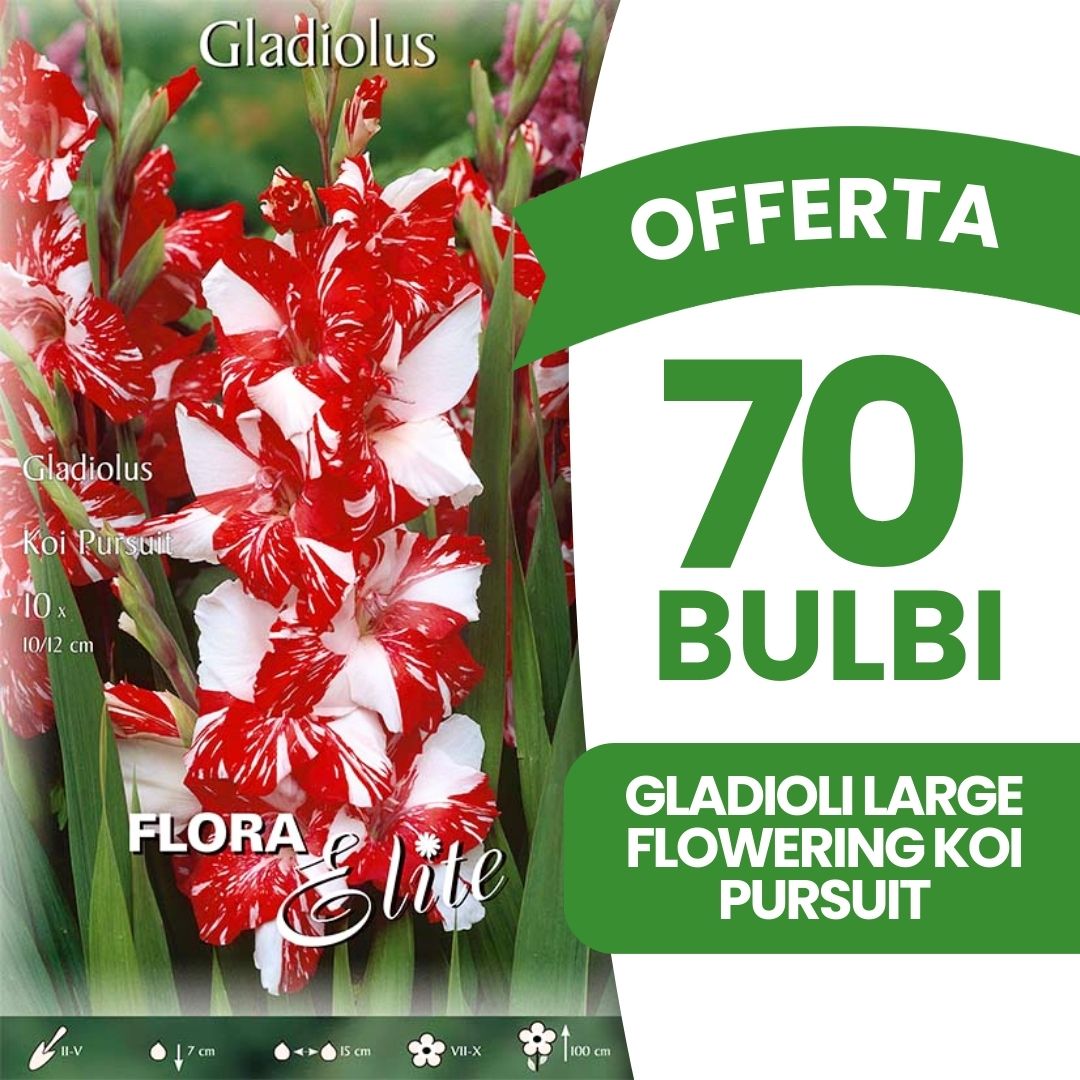 OFFERTA 70 BULBI GLADIOLI LARGE FLOWERING KOI PURSUIT