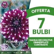OFFERTA 7 BULBI DAHLIA DECORATIVE DINNERPLATE CONTRASTE XL