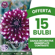 OFFERTA 15 BULBI DAHLIA DECORATIVE DINNERPLATE CONTRASTE XL