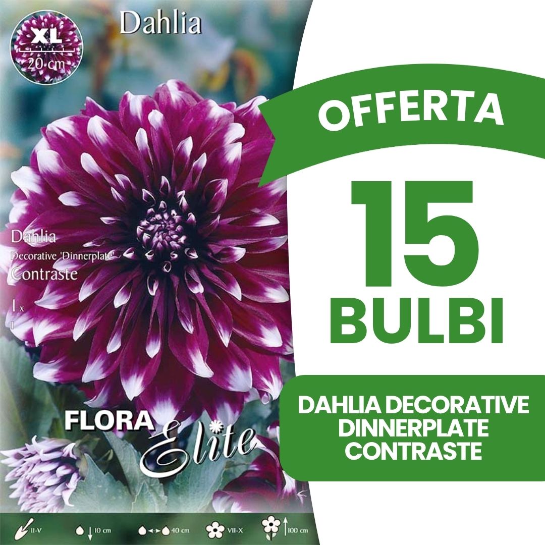 OFFERTA 15 BULBI DAHLIA DECORATIVE DINNERPLATE CONTRASTE XL