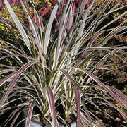 CORDYLINE ELECTRIC FLASH IN VASO 19CM