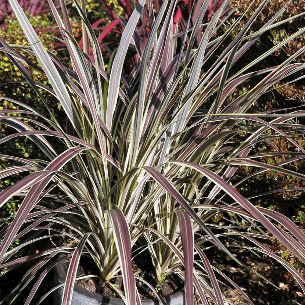 CORDYLINE ELECTRIC FLASH IN VASO 19CM