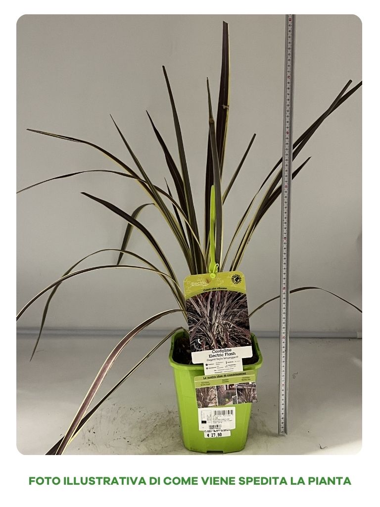 CORDYLINE ELECTRIC FLASH IN VASO 19CM