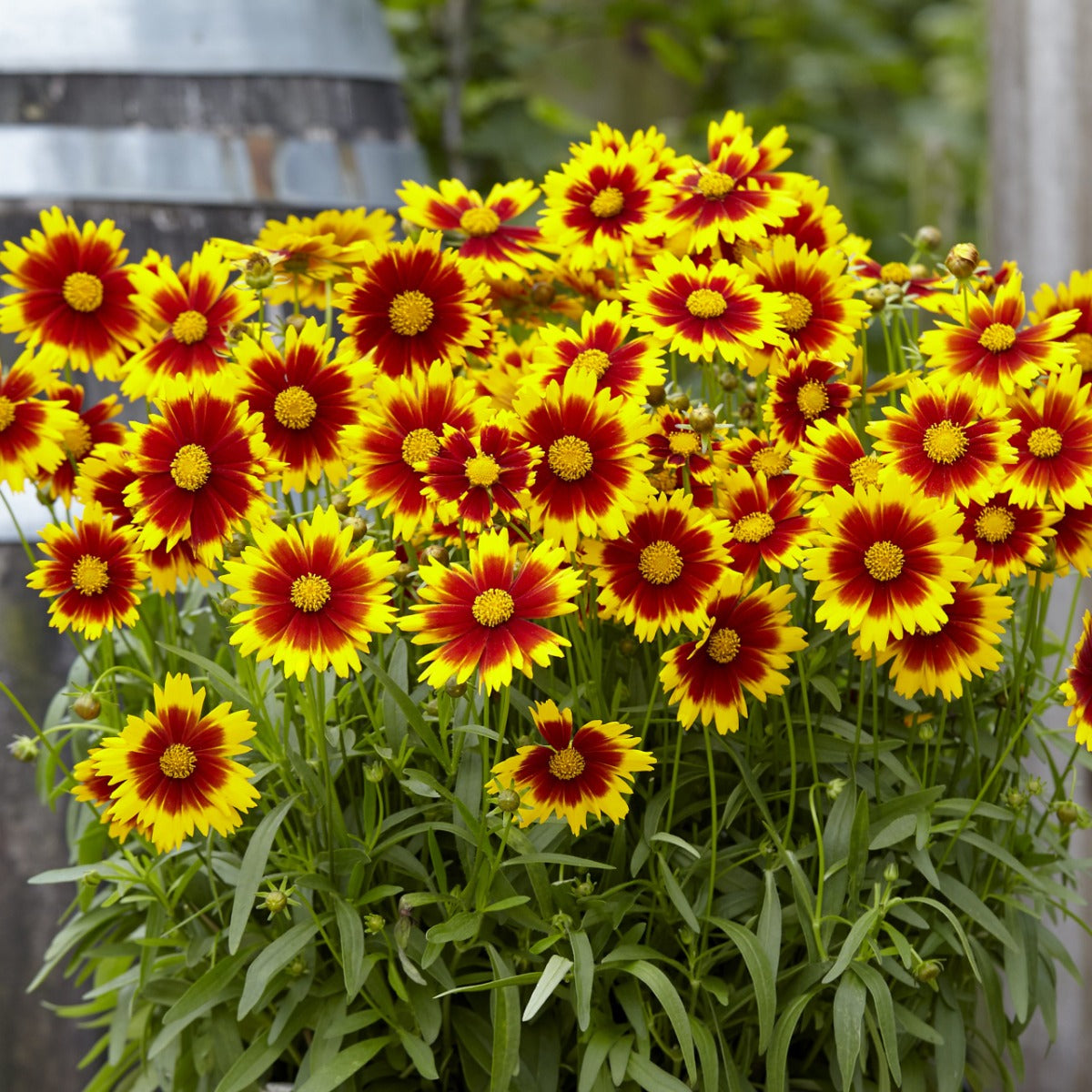 COREOPSIS GRANDIFLORA UPTICK GOLD & BRONZE IN VASO 18CM