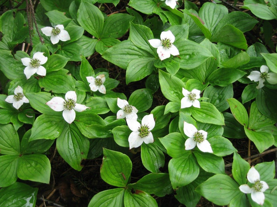 CORNUS CANADENSIS VASO 17CM