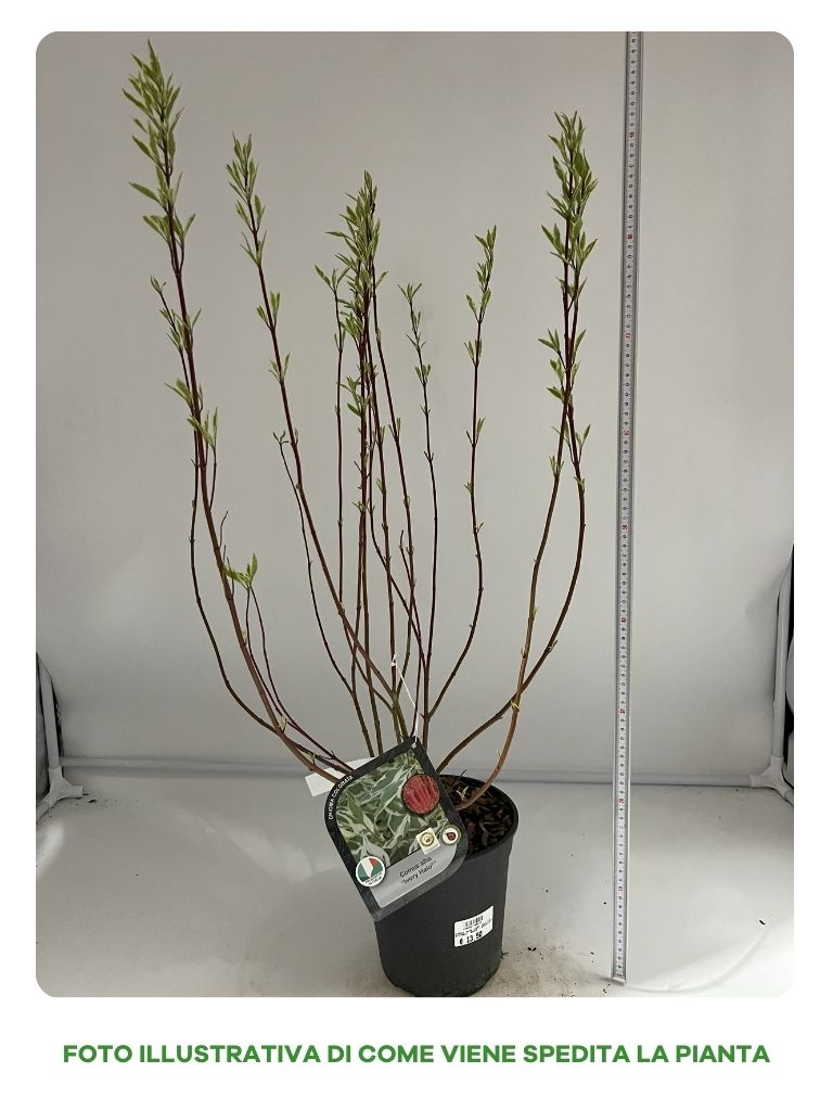 CORNUS ALBA IVORY HALO IN VASO DA 18CM