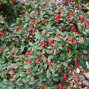 COTONEASTER COTOGNASTRO SALICIFOLIUS GNOM VASO 12CM