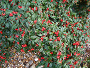 COTONEASTER COTOGNASTRO SALICIFOLIUS REPENS VASO 18CM