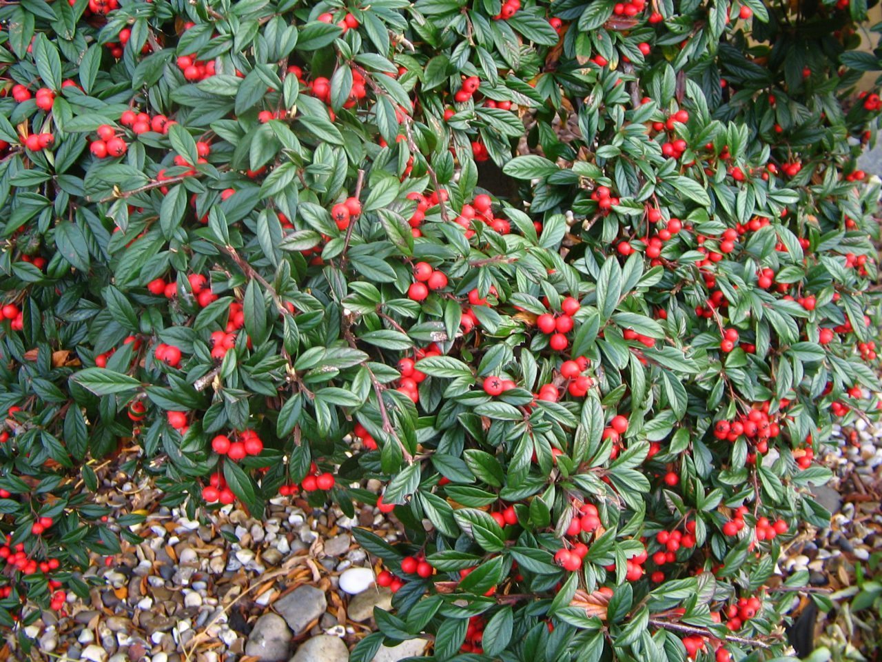 COTONEASTER COTOGNASTRO SALICIFOLIUS REPENS VASO 12CM
