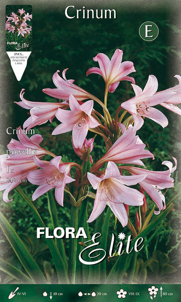 CRINUM POWELLII (PAQUET DE 1 BULBE)
