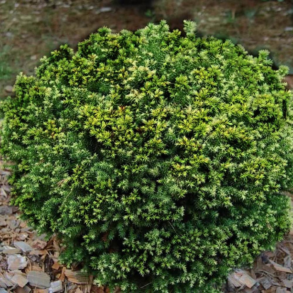 CRYPTOMERIA JAPONICA VILMORINIANA VASO 19CM
