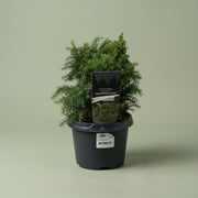 Cryptomeria Monstrosa Nana in vaso da 18cm