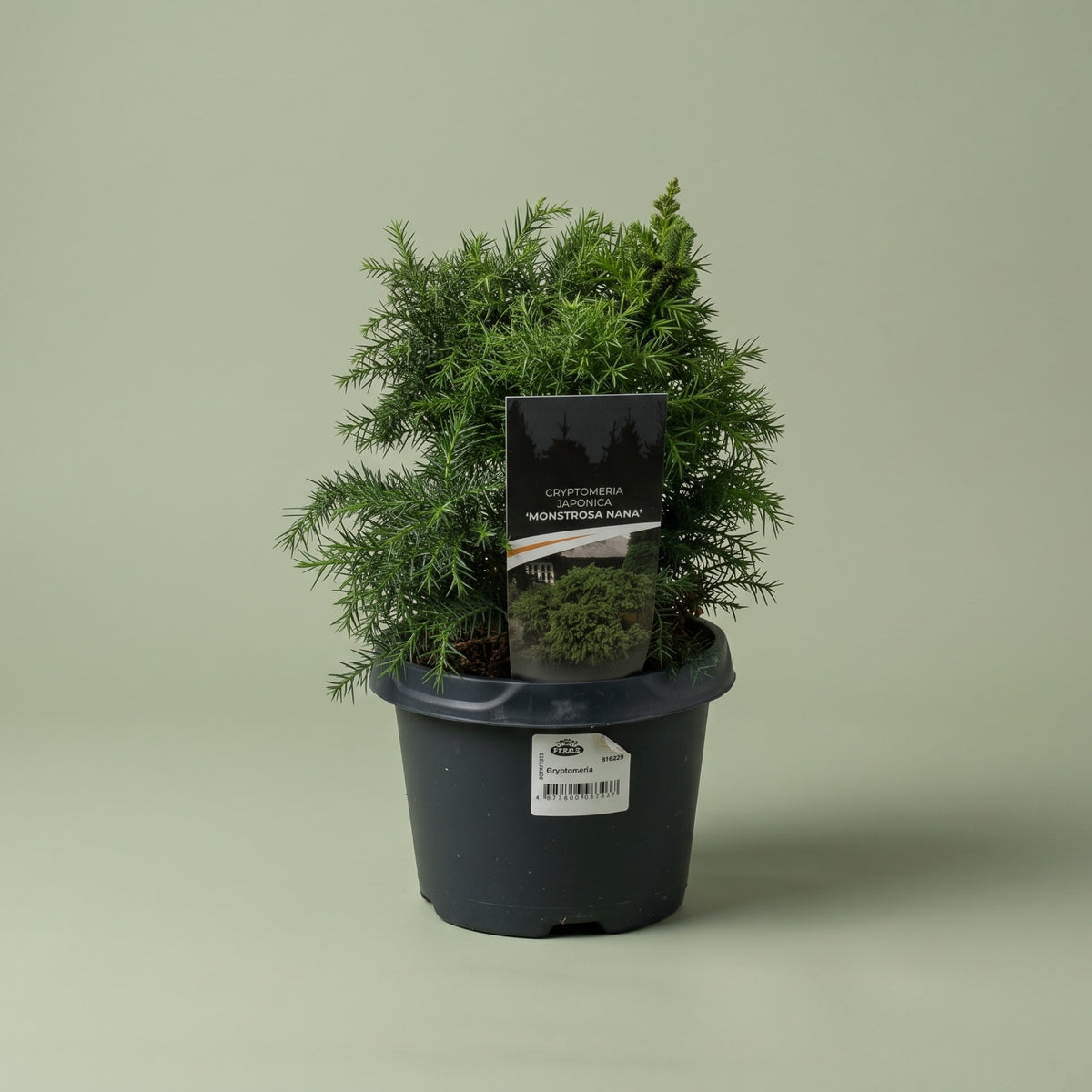 Cryptomeria Monstrosa Nana in vaso da 18cm