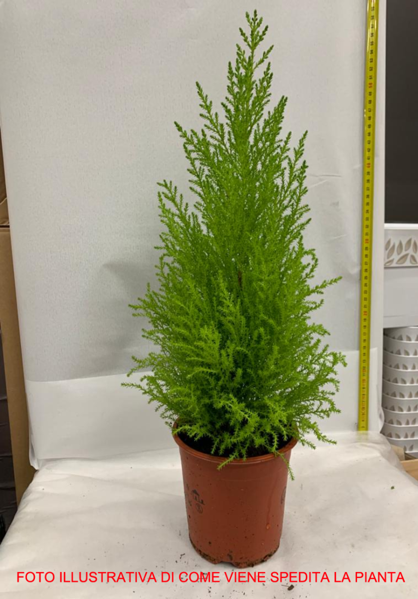 CUPRESSUS GOLDEN CREST CIPRESSO WILMA VASO 12CM