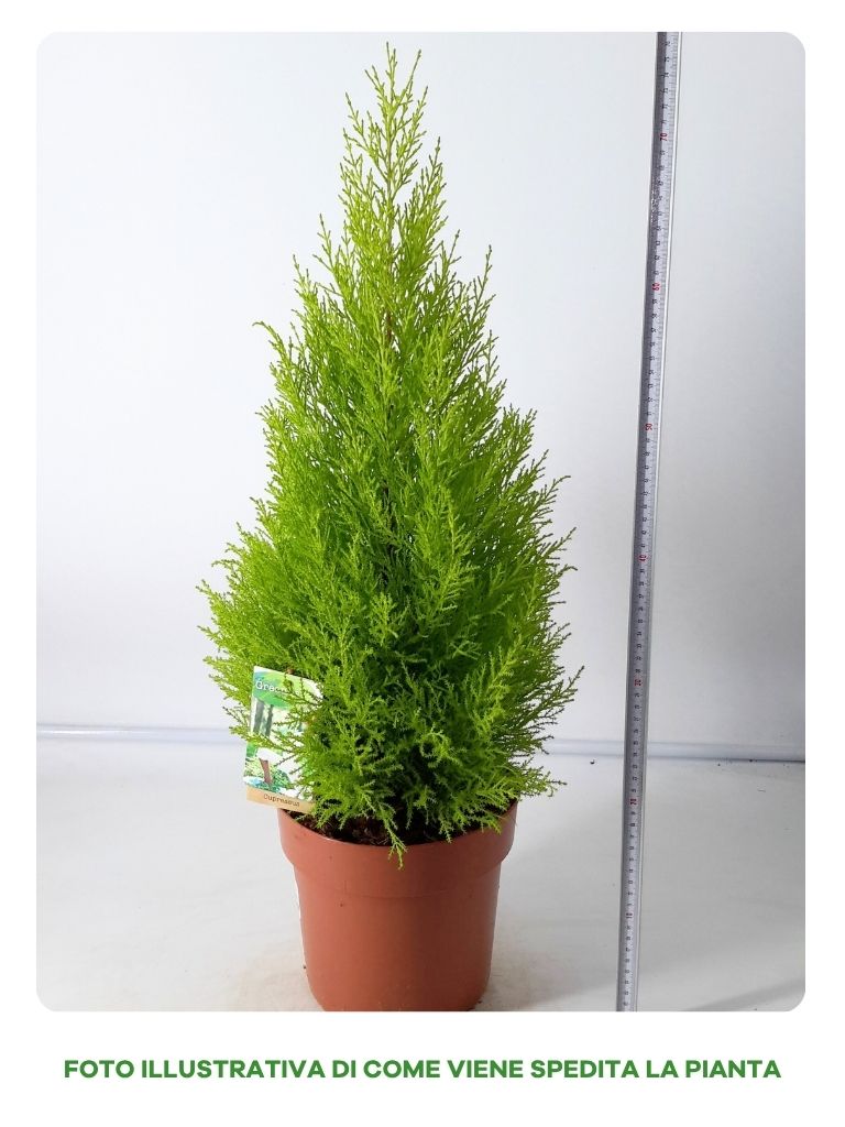CUPRESSUS WILMA IN VASO DA 21CM