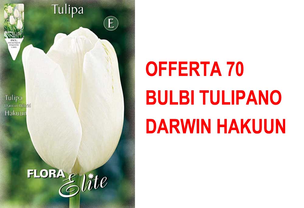 OFFERTA 70 BULBI TULIPANO DARWIN HAKUUN