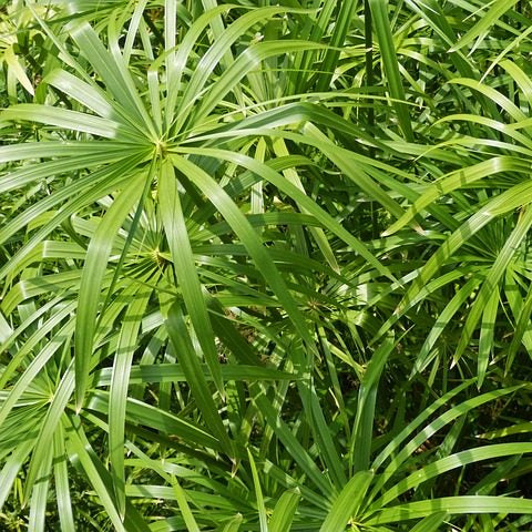 Cyperus Alternifolius in vaso da 14 cm