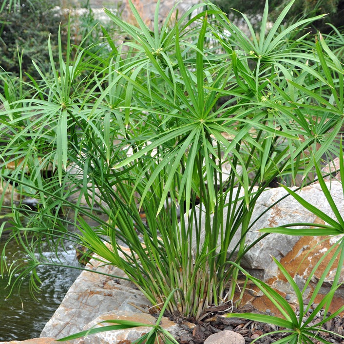 CYPERUS ALTERNIFOLIUS (FALSO PAPIRO) IN VASO 21CM