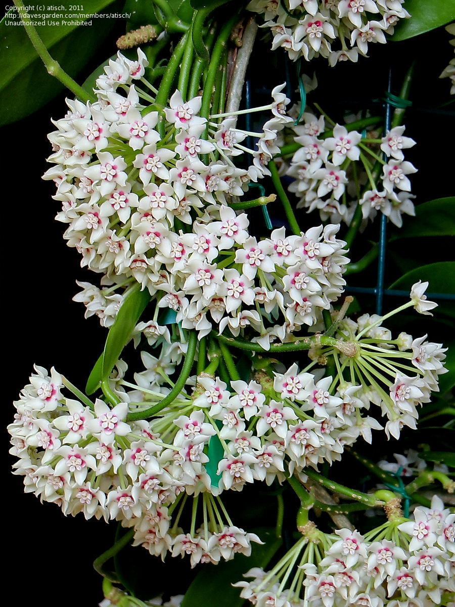 HOYA AUSTRALIS FIORE DI CERA VASO 14CM