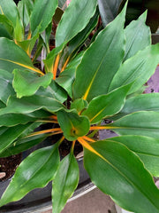 CHLOROPHYTUM GREEN ORANGE VASO 14CM