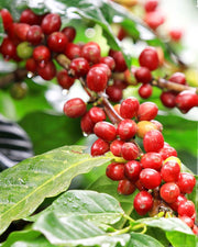 COFFEA ARABICA PIANTA DEL CAFFÈ IN VASO 12CM