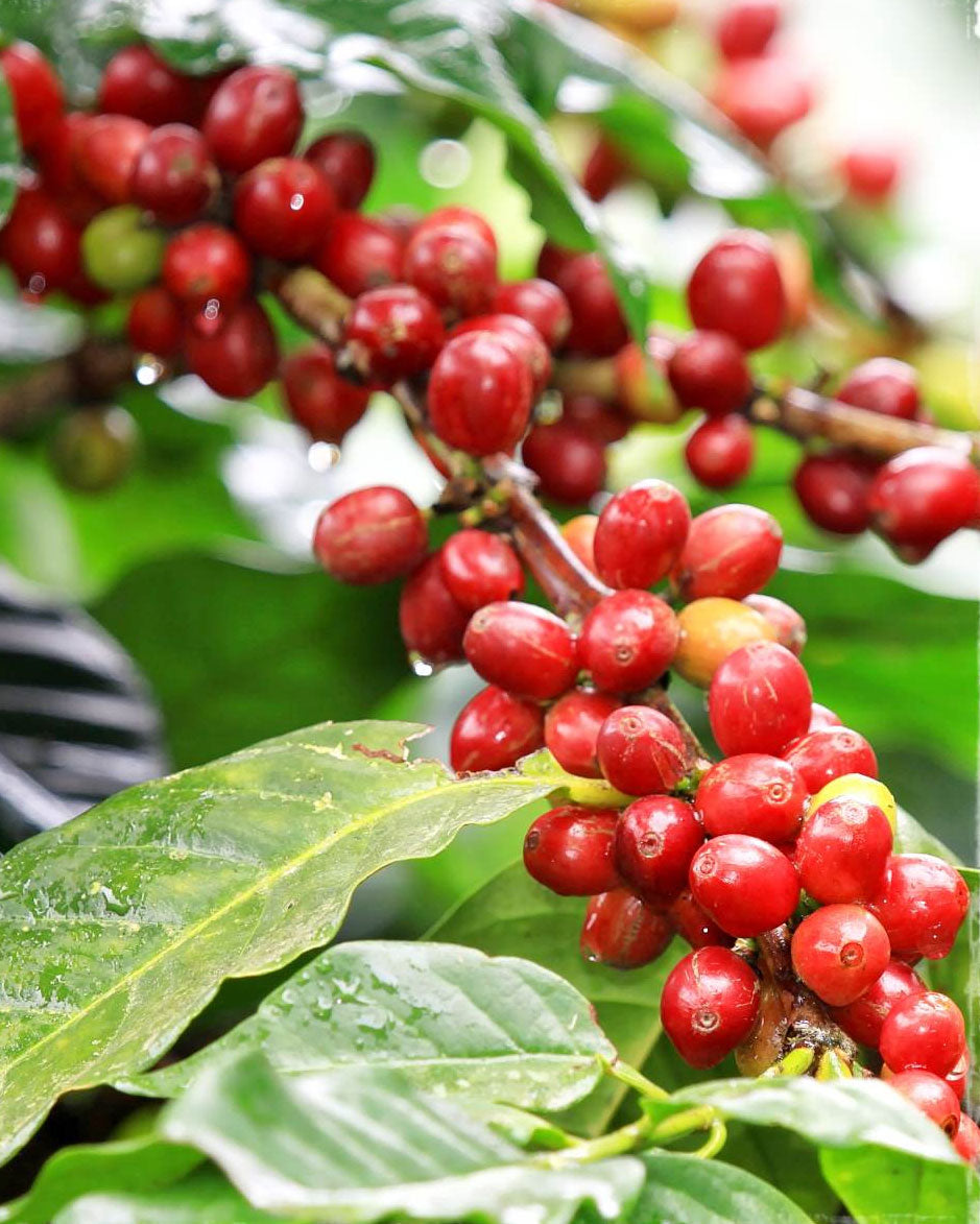 COFFEA ARABICA PIANTA DEL CAFFÈ IN VASO CERAMICO COLORE ASSORTITO 7CM