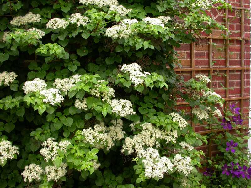 ORTENSIA HYDRANGEA ANOMALA PETIOLARIS VASO 15CM