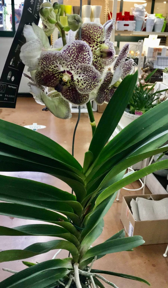 ORCHIDEA VANDA 110CM
