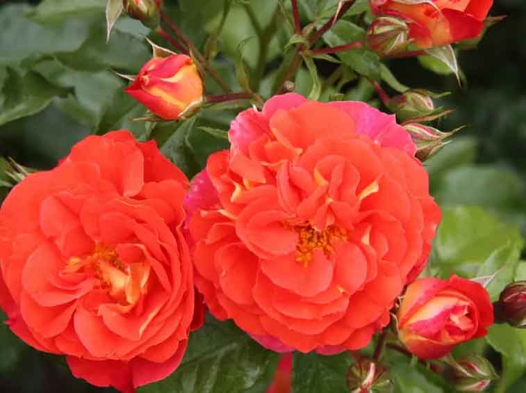 ROSA FLORIBUNDA ROSA GEBRÜDER GRIMM IN VASO 14CM