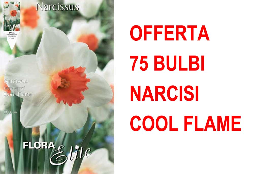 OFFERTA 75 BULBI NARCISO LARGE-CUPPED COOL FLAME