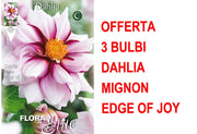 OFFERTA 3 BULBI DI DAHLIA MIGNON EDGE OF JOY