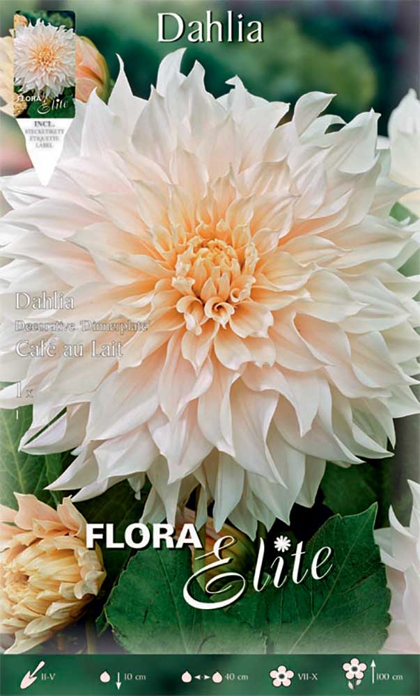 OFFERTA 7 BULBI DAHLIA DINNERPLATE CAFE AU LAIT