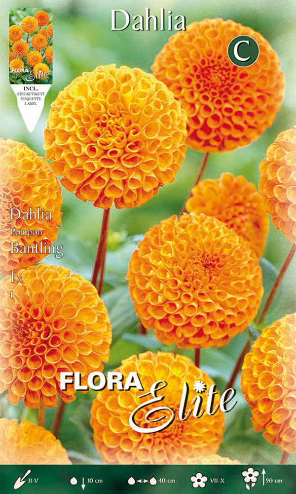 OFFERTA 7 BULBI DAHLIA POMPON BANTLING