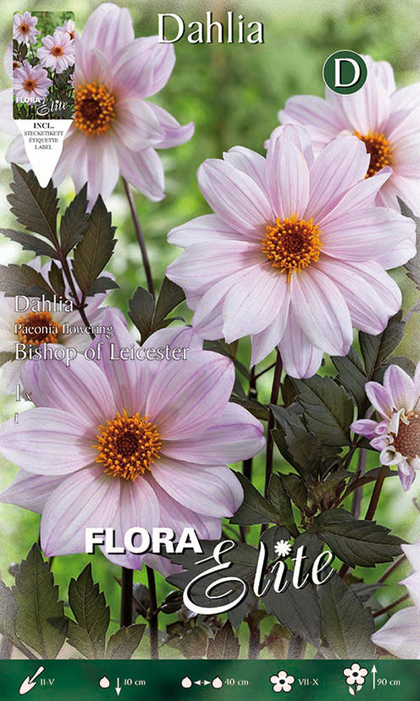 OFFERTA 7 BULBI DAHLIA PEONYFLOWERING BISHOP OF LEICESTER