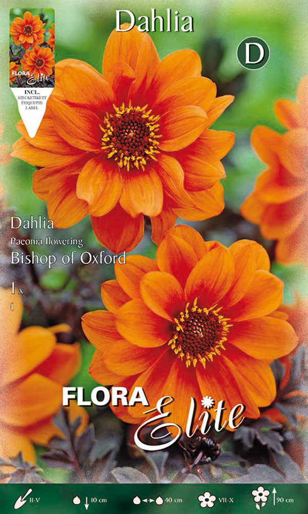 OFFERTA 7 BULBI DAHLIA PEONYFLOWERING BISHOP OF OXFORD