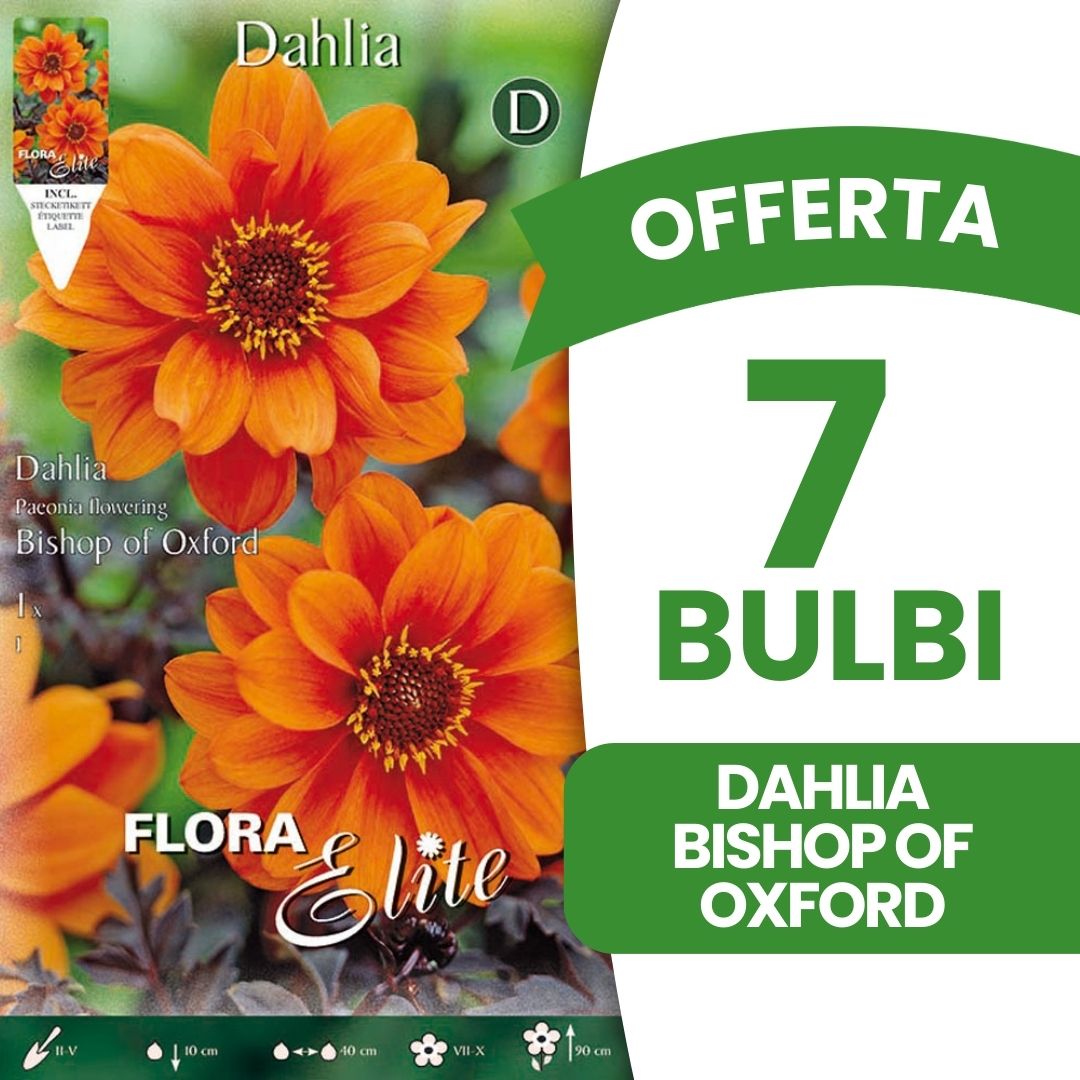 OFFERTA 7 BULBI DAHLIA PEONYFLOWERING BISHOP OF OXFORD