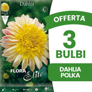OFFERTA 3 BULBI DAHLIA FIOR DI ANEMONE POLKA